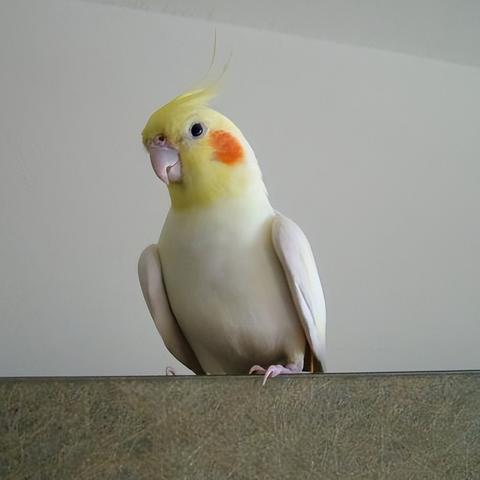 (神奇萌宠大冒险)探秘神奇的萌宠世界:可爱呆萌的小伙伴们带来无尽惊喜和欢乐 (神奇萌宠大冒险)探秘神奇的萌宠世界:可爱呆萌的小伙伴们带来无尽惊喜和欢乐